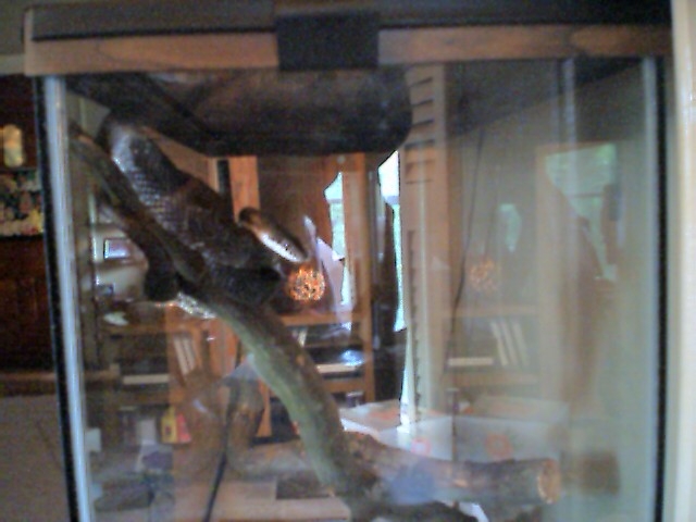kingkong in tree
