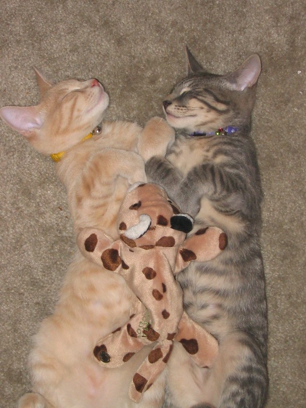 Peaches & Simba with a buddy