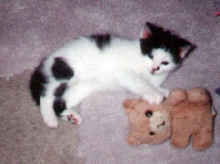 Barnabas kitten photo