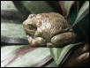 Canyon Tree Frog