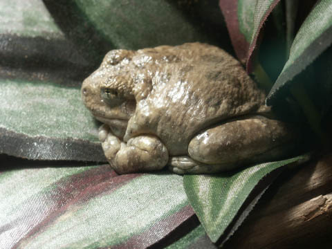Canyon Tree Frog