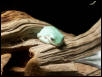 Baby White's Tree Frog