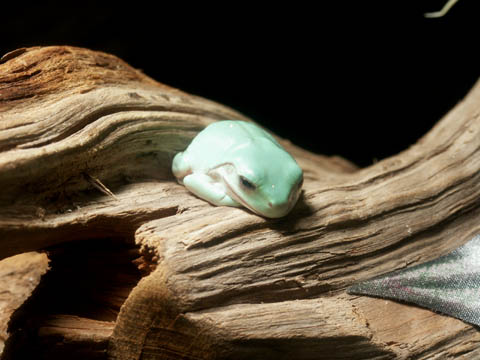 Baby White's Tree Frog