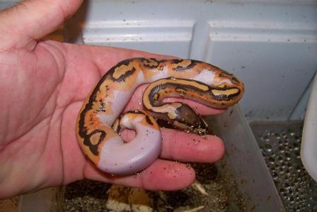 Pied Female 2