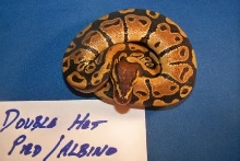 Double Het Pied Albino Male