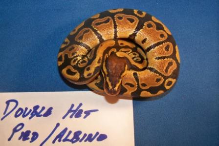 Double Het Pied Albino Male