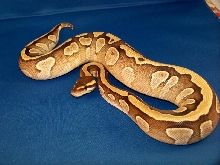 Female Reduced Mojave
