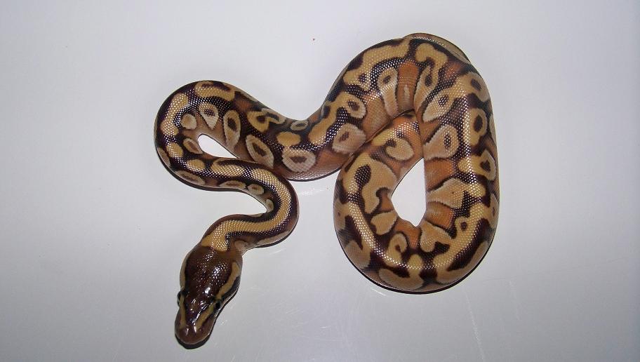Enchi Mojave