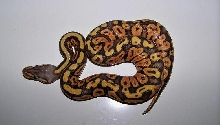 Female Pastel Orange Ghost
