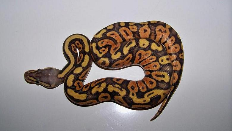 Female Pastel Orange Ghost