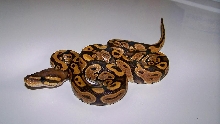 10_2 Female Orange Ghost