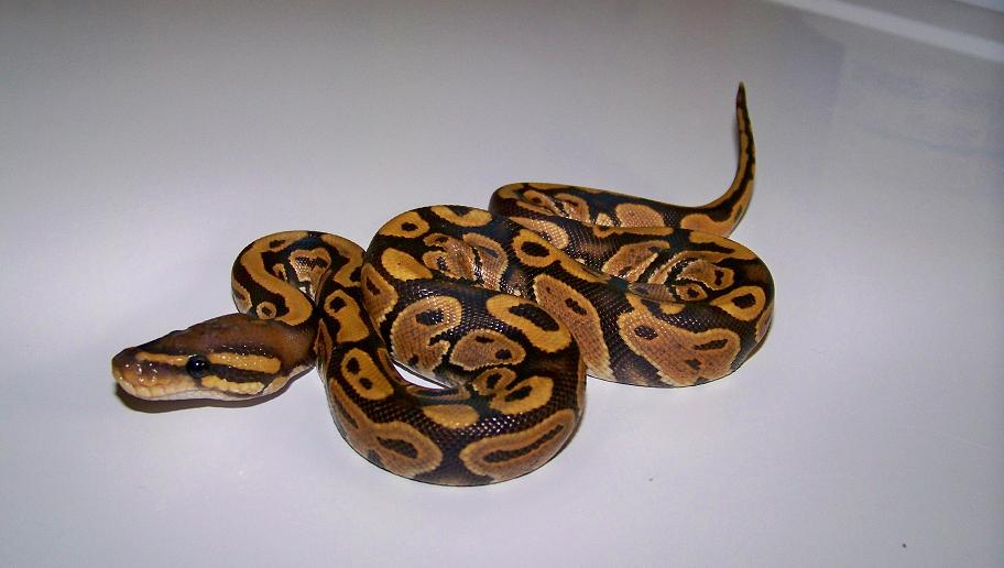 10_2 Female Orange Ghost