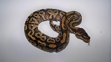 10_2 Male Mojave