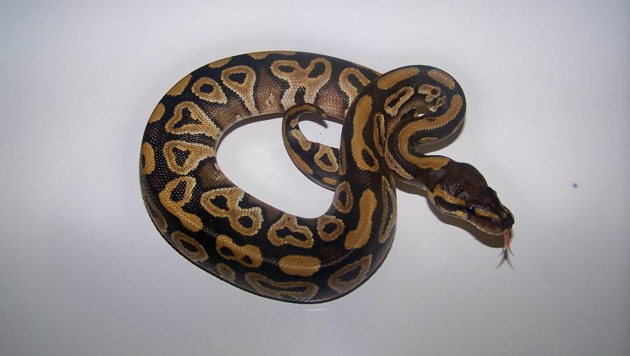 10_2 Male Mojave