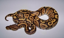 OG Female