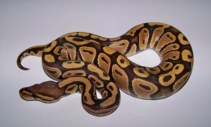 OG Female