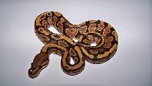 10_3 Female Orange Ghost
