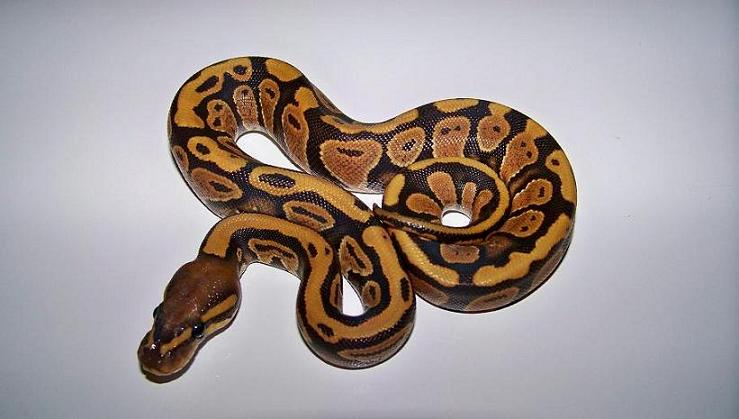 10_3 Female Orange Ghost