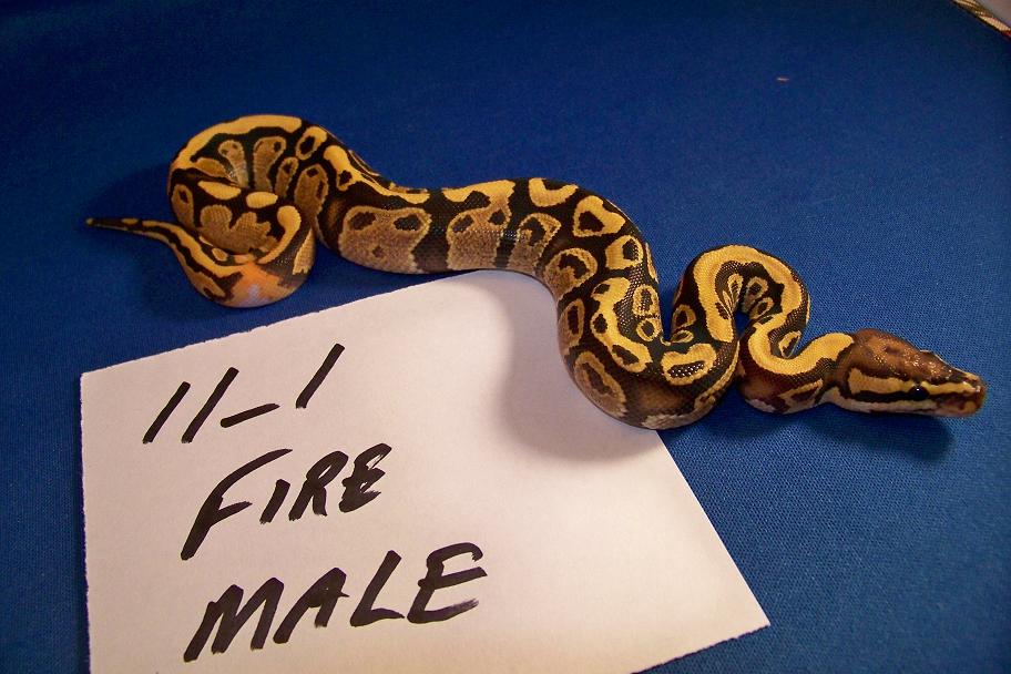 Male Fire 11_1 Ringer