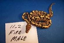 Male Fire 11_2