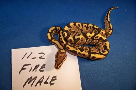 Male Fire 11_2