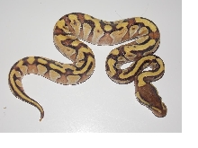 2014 Enchi Mojave