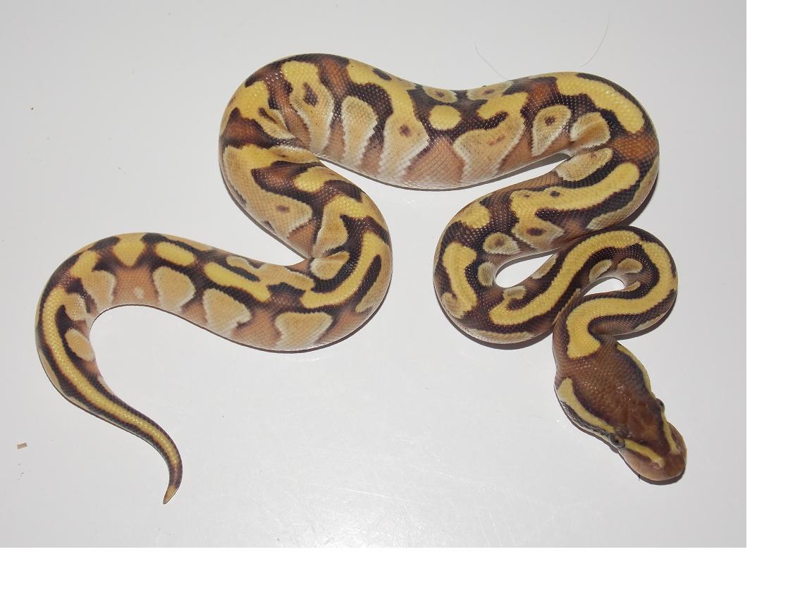 2014 Enchi Mojave