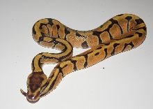2014 Enchi