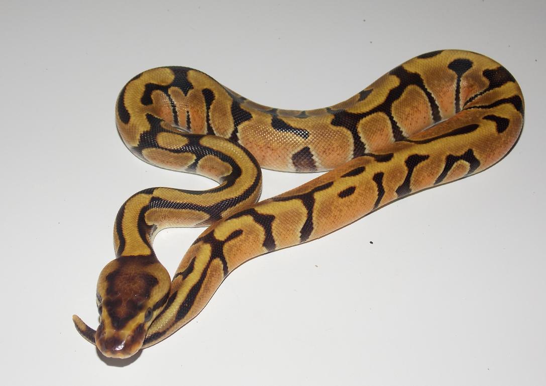 2014 Enchi