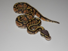 2014 Pastel Orange ghost