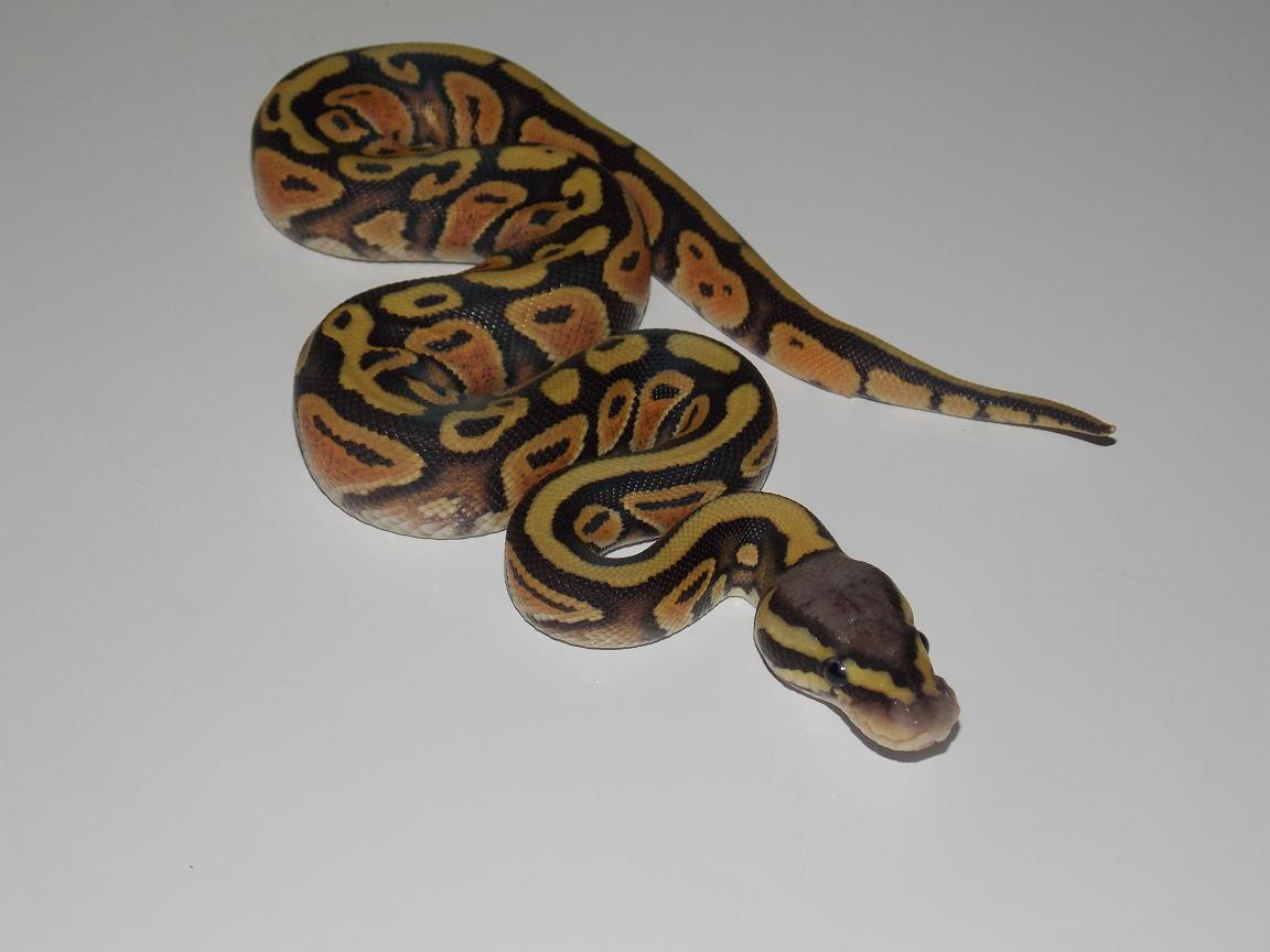 2014 Pastel Orange ghost