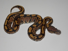2014 Orange Ghost Male