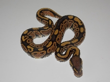 2014 Orange Ghost Female
