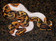 14_9_1 Pied