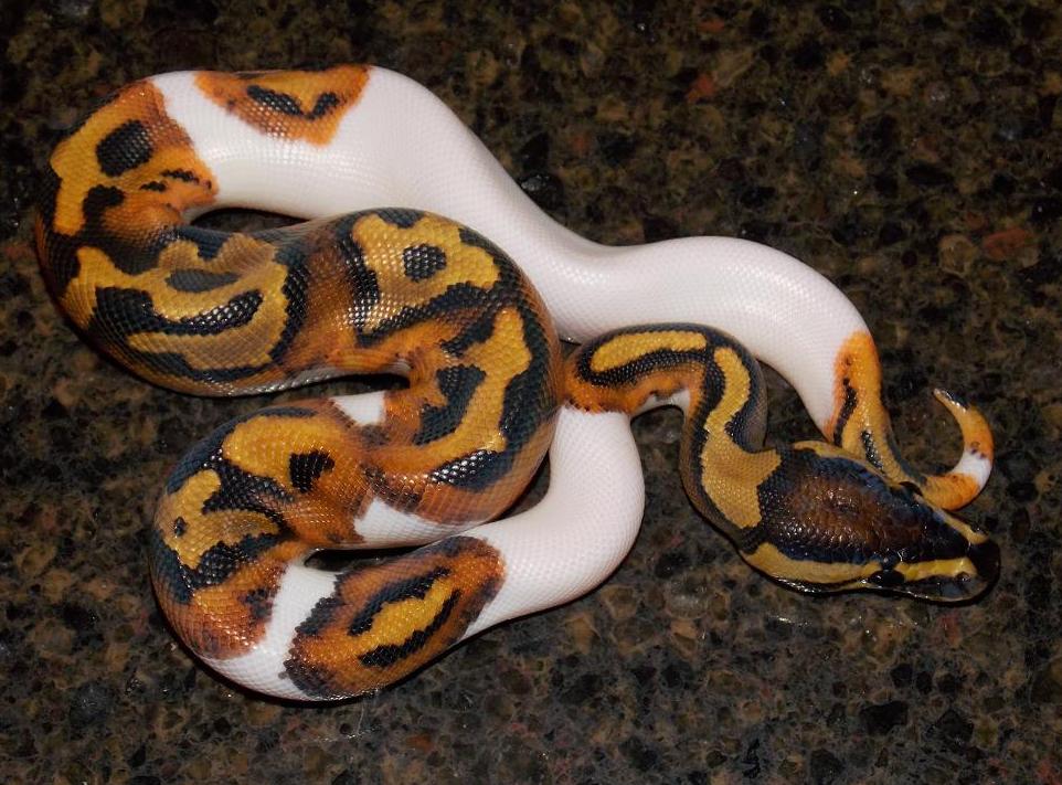 14_9_1 Pied