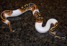 14_9_2 Pied