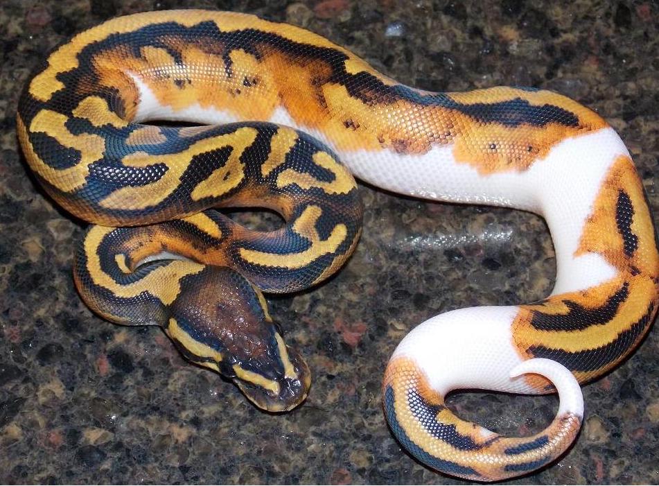 14_9_3 Pied