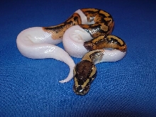 2009 Male Pied