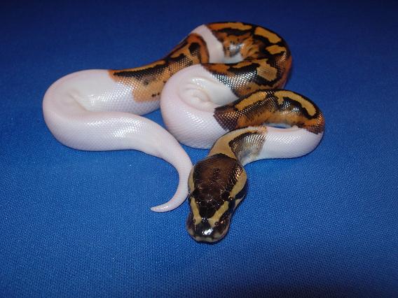 2009 Male Pied