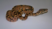 Orange Ghost Male 1