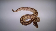 1_2 Lesser Female