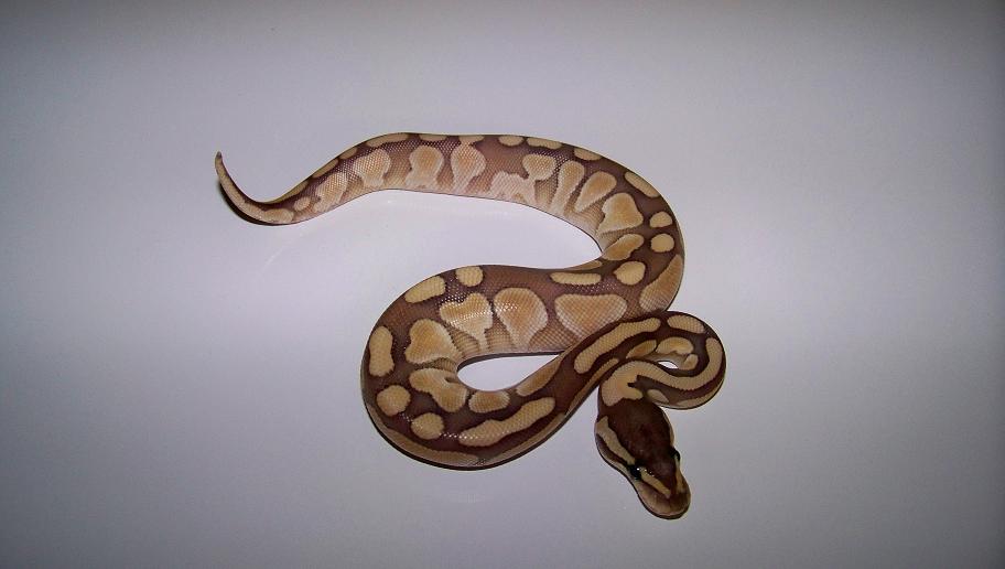 1_2 Lesser Female