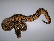 2013 Pastel Female