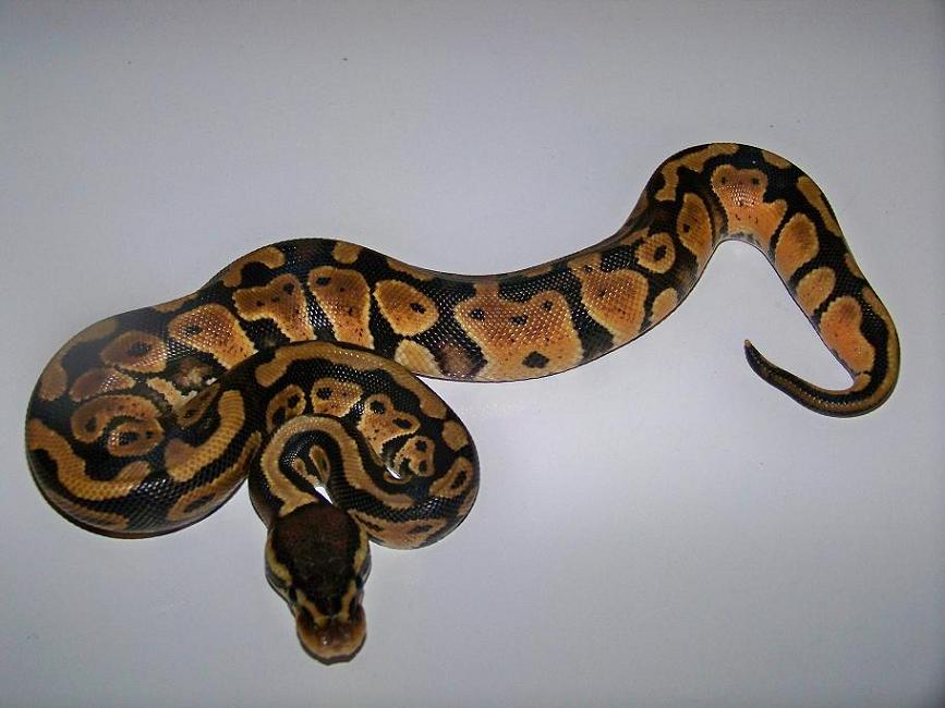 2013 Pastel Female