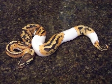 2013 Pied Male 3_1