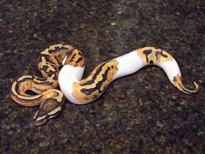 2013 Pied Male 3_1