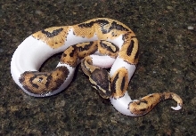 2013 Pied Male 7_2