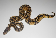 2013 Pastel Female