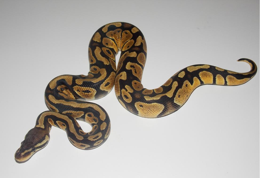 2013 Pastel Female