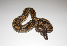 2013 Female Yellowbelly